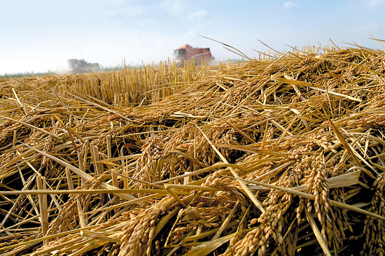 Урожайность риса на площадях Черноерковской <br>системы в 2009 году составила 63,8 ц/га